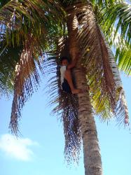Tongan Boy climes Coconut Tree